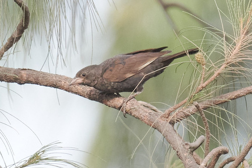 White-billed Buffalo Weaver (Bubalornis albirostris), photo 3