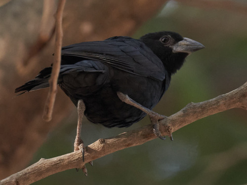 White-billed Buffalo Weaver (Bubalornis albirostris), photo 8