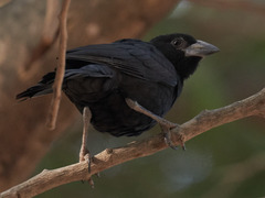 White-Billed Buffalo Weaver photo 5