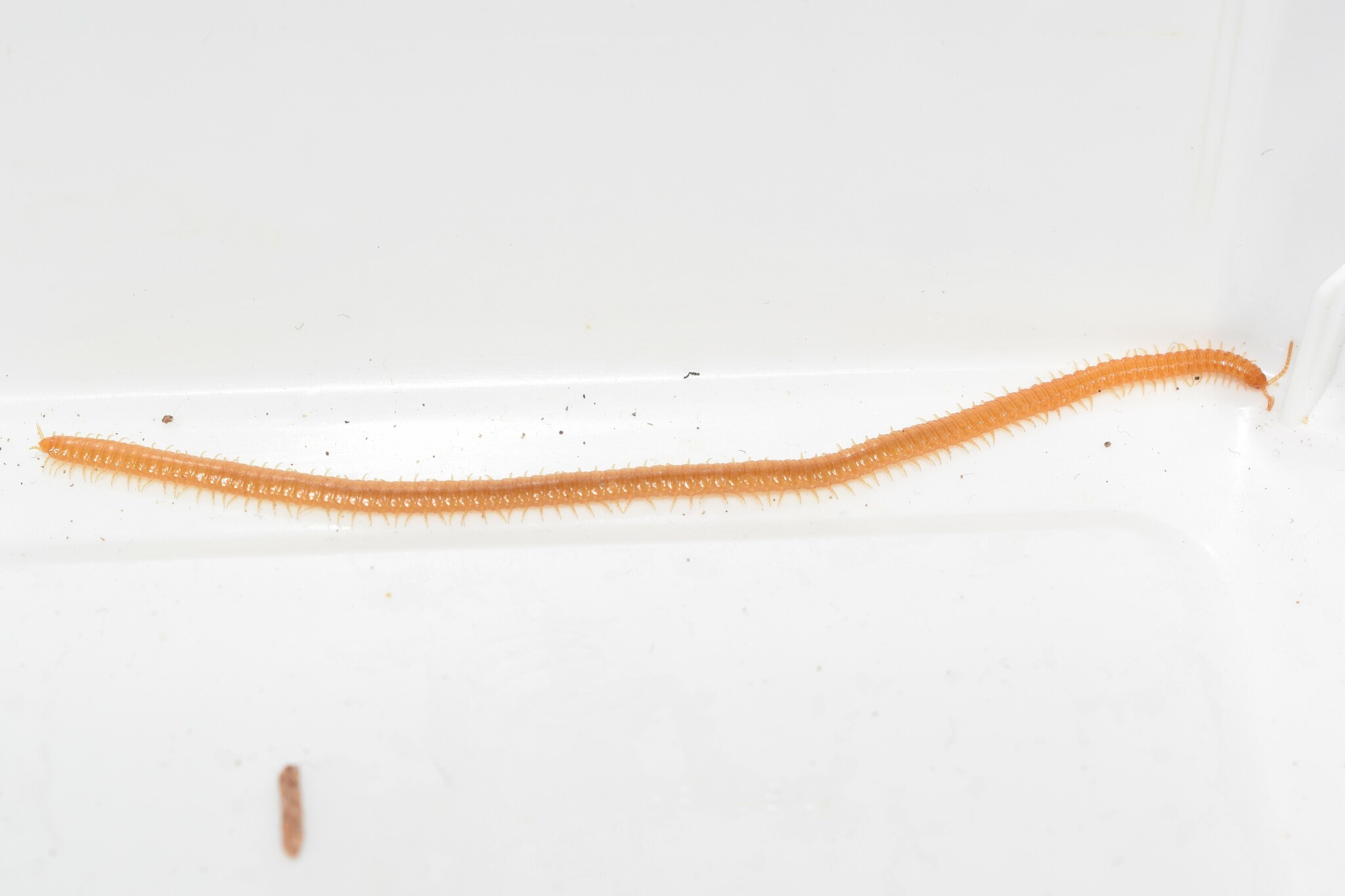 Henia athenarum Pocock, 1891