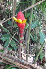 Costus erythrocoryne