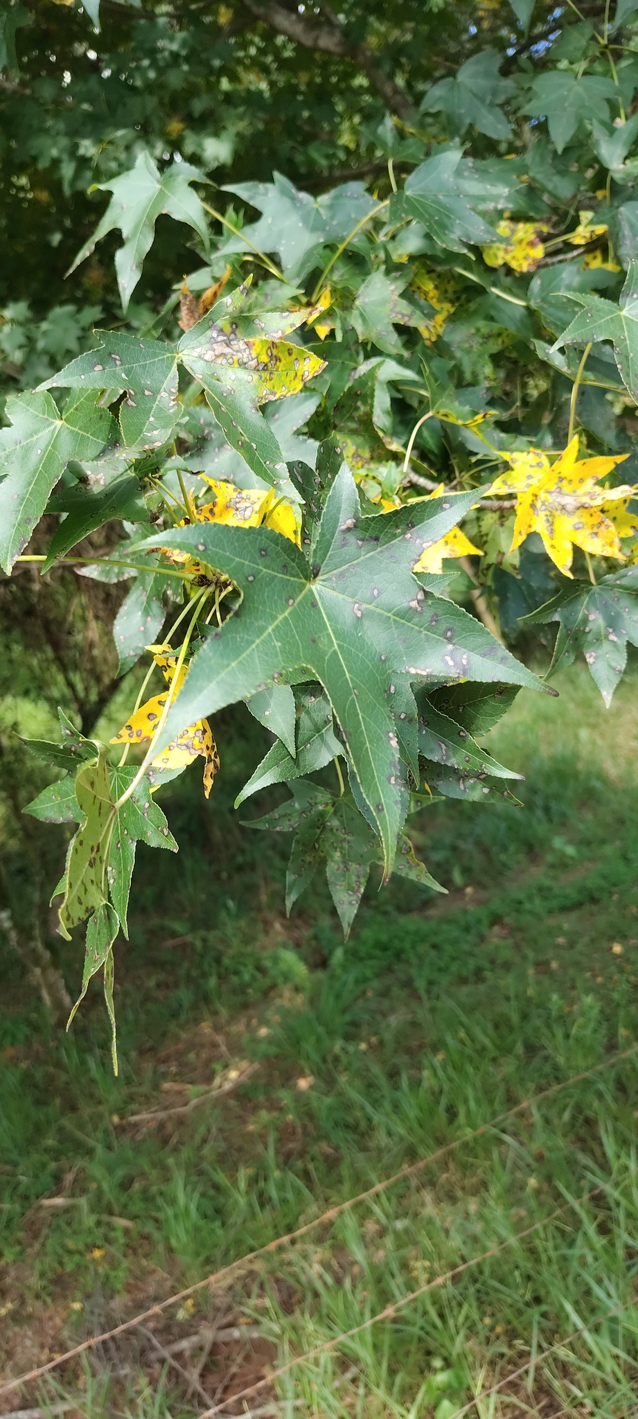 Liquidambar styraciflua