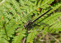 Arigomphus cornutus