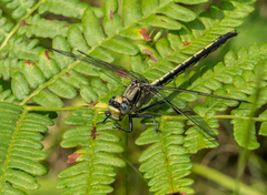 Arigomphus cornutus