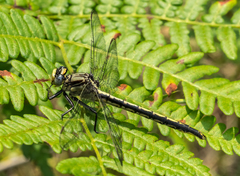 Arigomphus cornutus