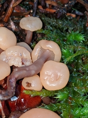 Cudoniaceae