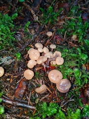 Cudoniaceae