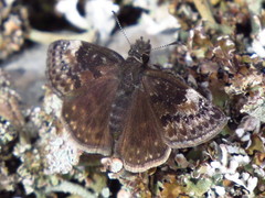 Erynnis lucilius