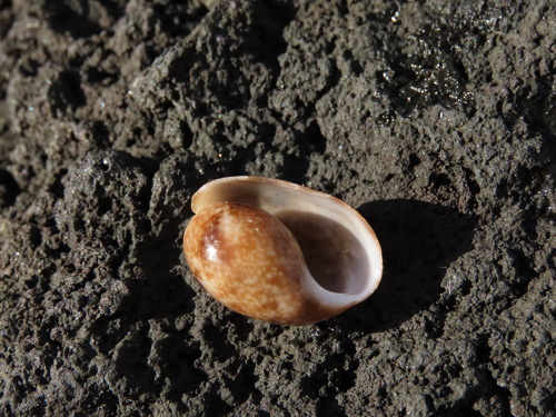 Bulla vernicosa observed 2025-02-02