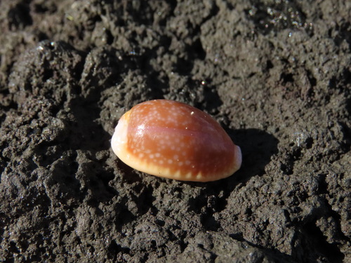 Cypraea helvola observed 2025-02-02