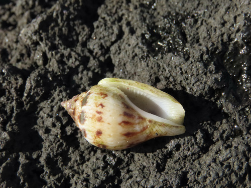 Maculastrombus maculatus observed 2025-02-02