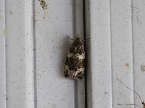 Olethreutes valdanum