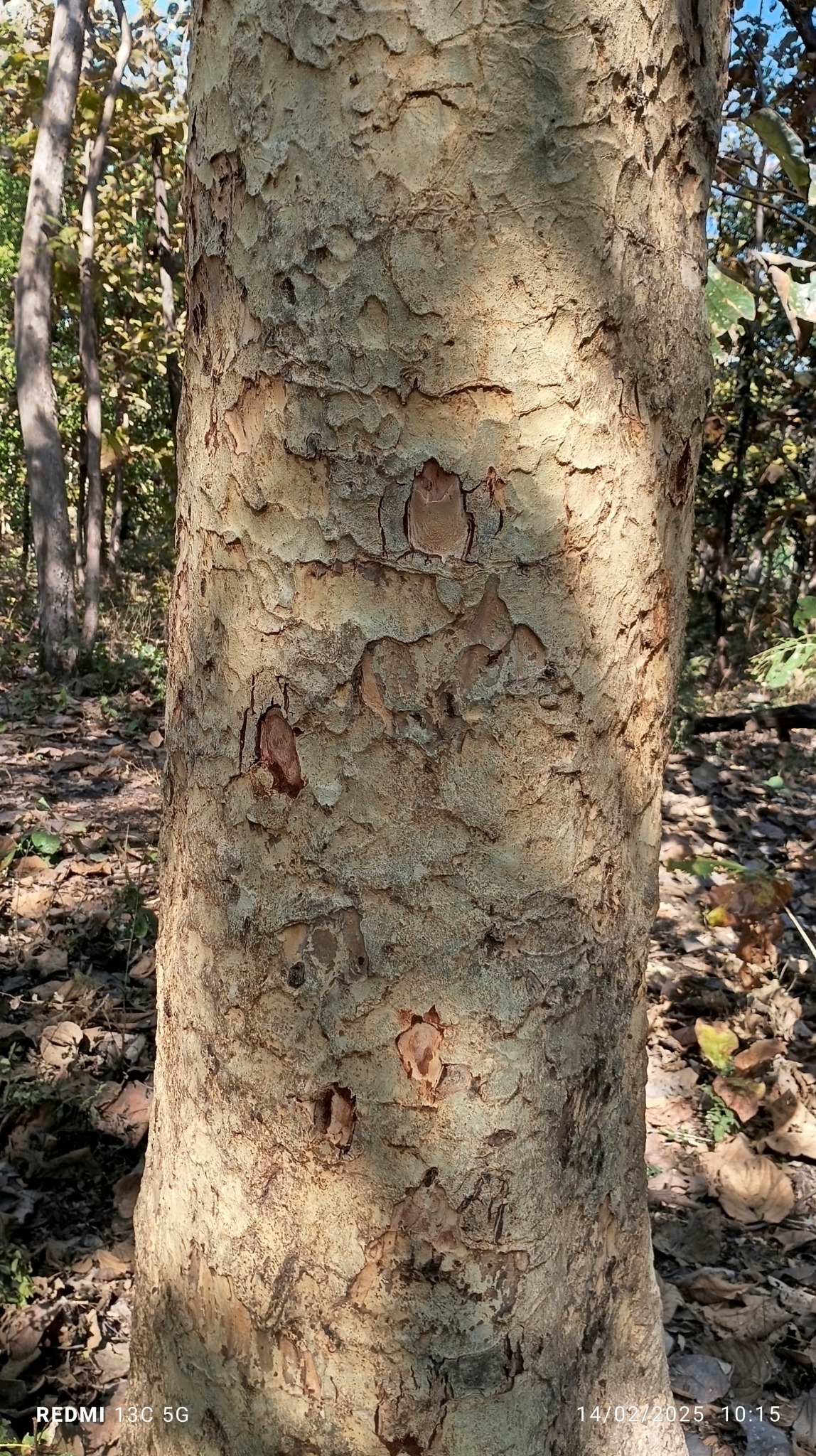Imagem de Albizia