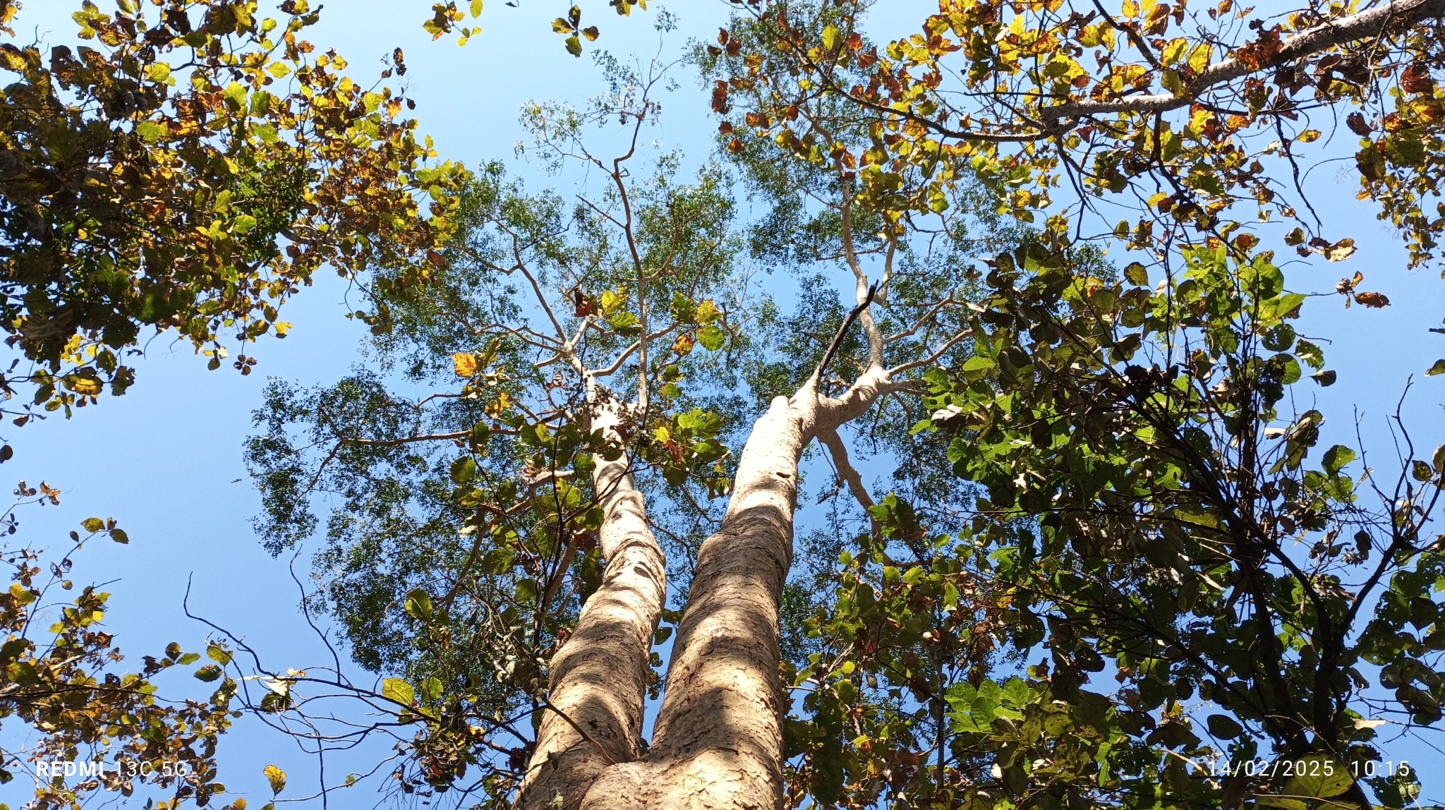 Imagem de Albizia