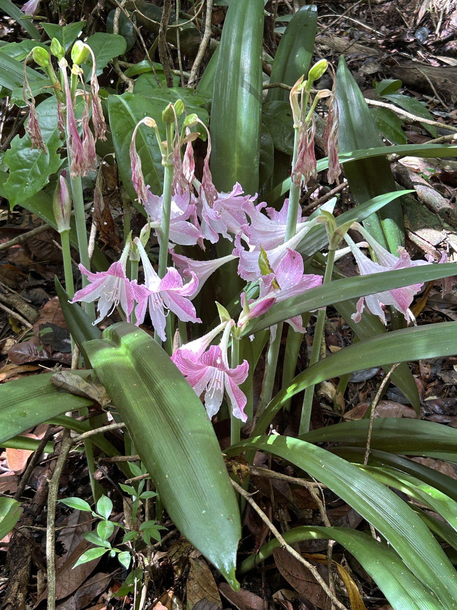 Imagem de Amaryllis