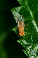 Acalyptratae