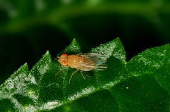 Acalyptratae