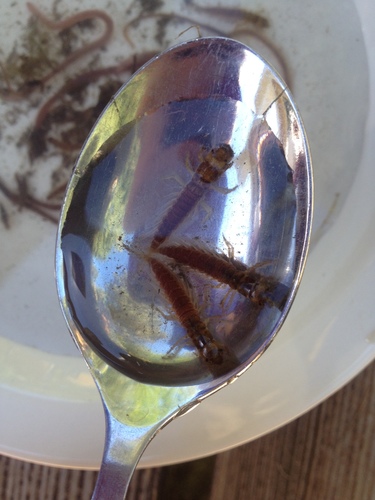 Sialidae