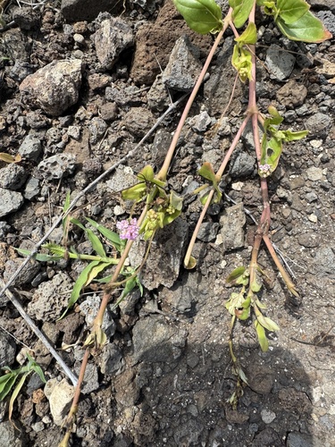 Boerhavia repens observed 2025-02-19