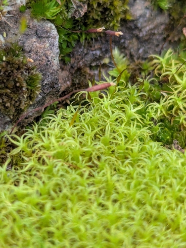 Image of Vinealobryum insulanum by no rights reserved
