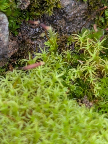Image of Vinealobryum insulanum by no rights reserved
