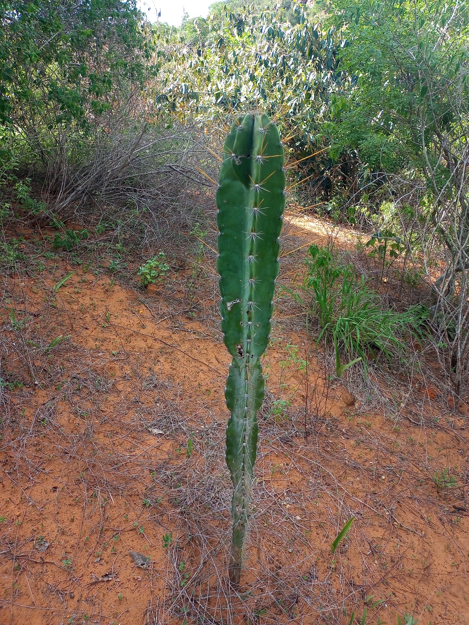 Cereus jamacaru