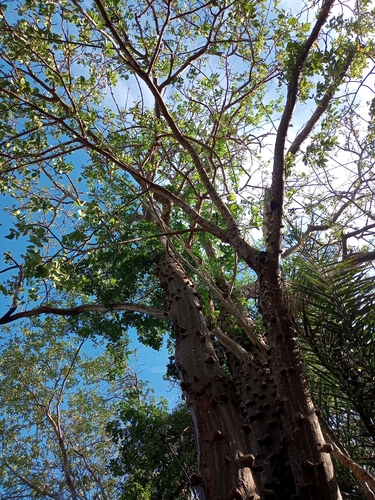 Foto de Suinã