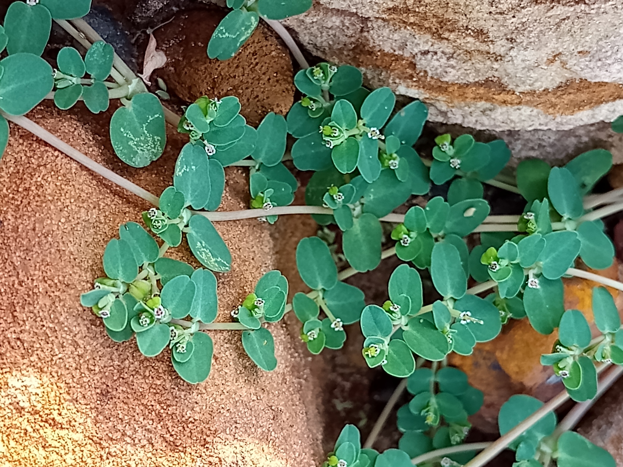 Euphorbia serpens