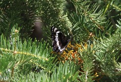 Limenitis weidemeyerii nevadae
