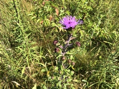 Liatris novae-angliae