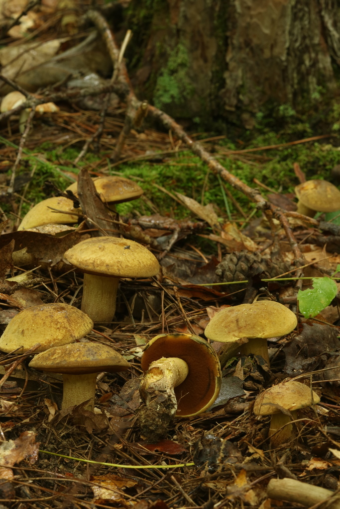 Boletus vermiculosoides