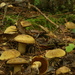 Boletus vermiculosoides - Photo no rights reserved, uploaded by Garrett Taylor