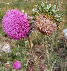 Carduus nutans leiophyllus