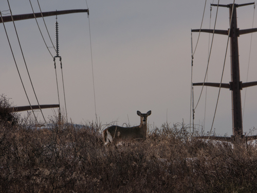 White-tailed Deer photographed in Connecticut