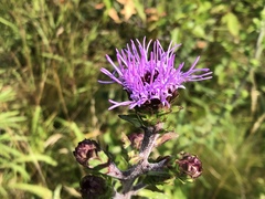Liatris novae-angliae