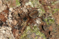 Salticidae