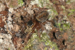 Salticidae