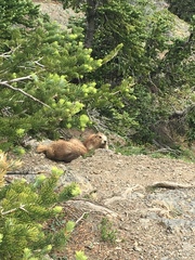 Marmota olympus
