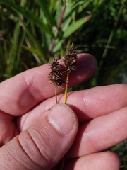 Carex pachystachya