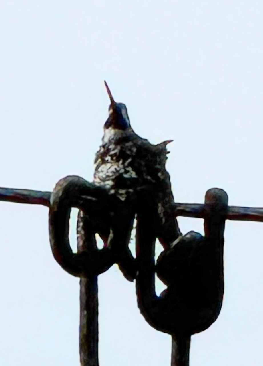 Long-billed Starthroat (Heliomaster longirostris), photo 9
