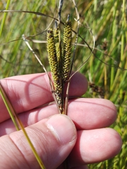 Carex kelloggii