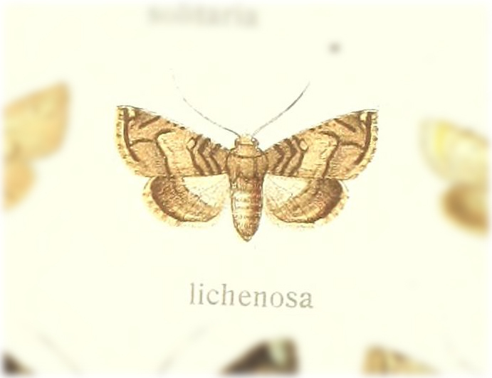 Chlumetia lichenosa