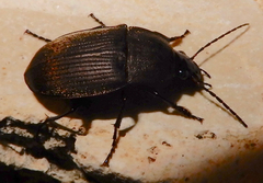 Chlaenius tomentosus