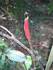 Costus erythrocoryne