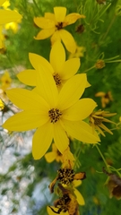 Coreopsis verticillata