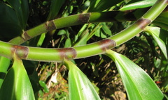 Costus erythrocoryne