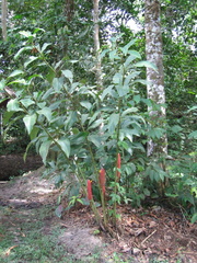 Costus erythrocoryne