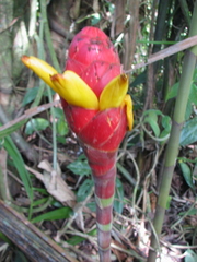 Costus erythrocoryne