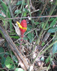 Costus erythrocoryne