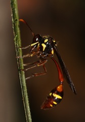 Eustenogaster eximia